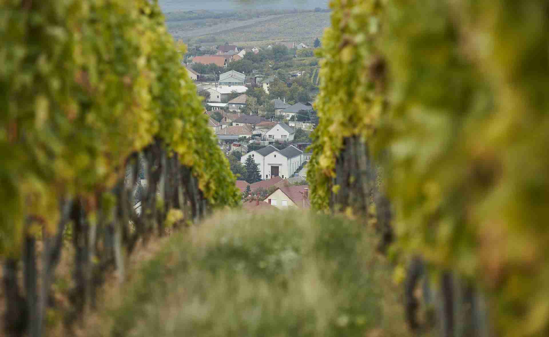 Royal Tokaji winery view from Szt Tamás vineyard