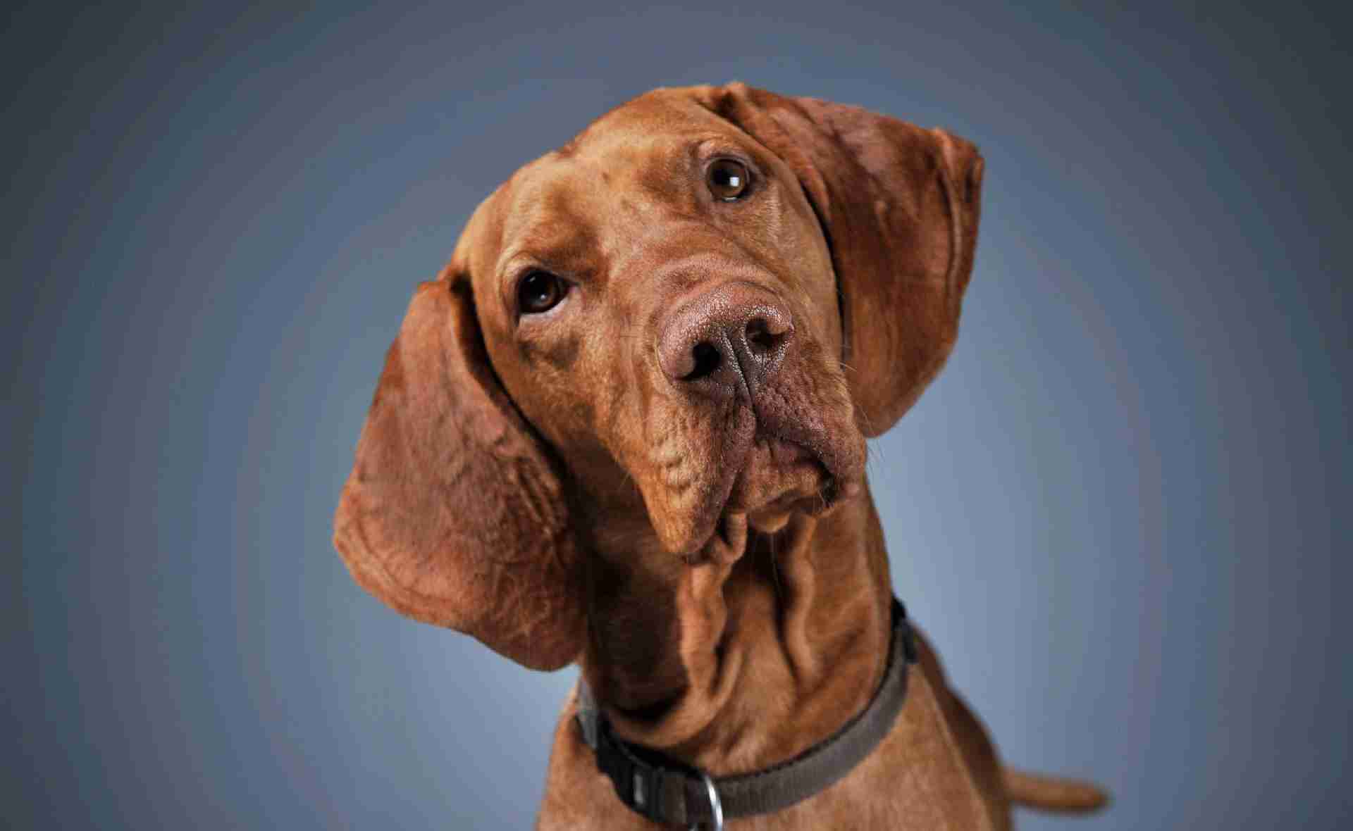 Magyar vizsla