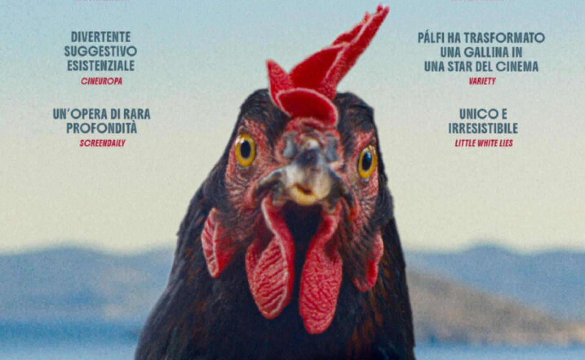 Dal 28 maggio al cinema: “HEN – Storia di una gallina” di György Pálfi