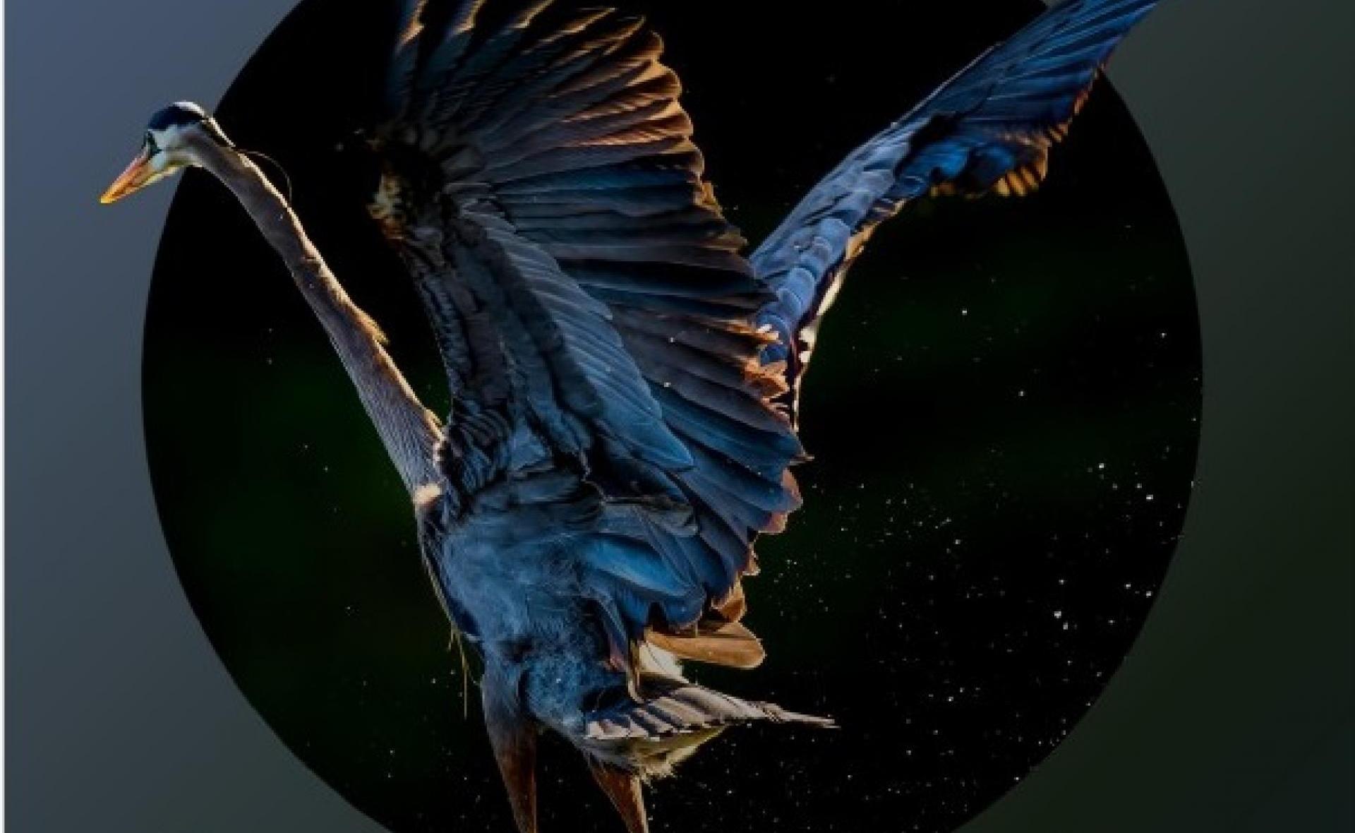 PLANET LENS Nature Conservation and Sustainability International Photo and Film Festival